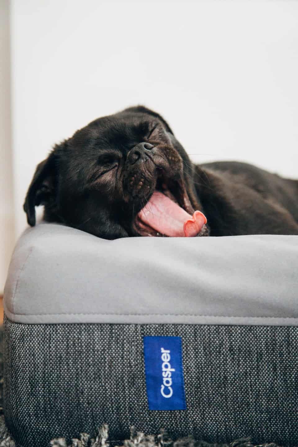 Dog yawning lying on Casper foam mattress